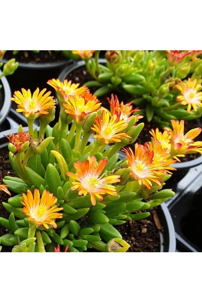 Делосперма Джевел Топаз